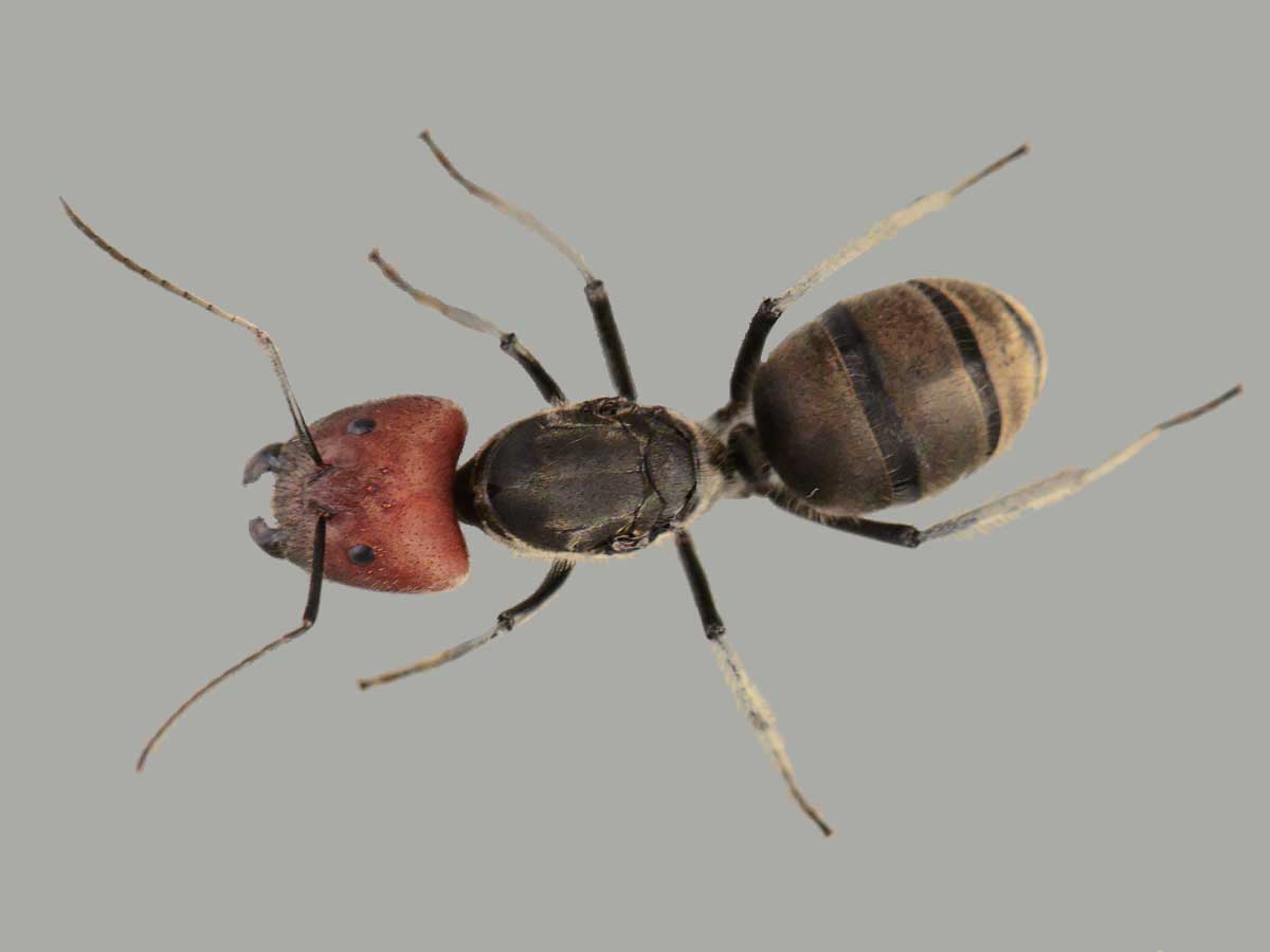 Camponotus singularis – Etherant