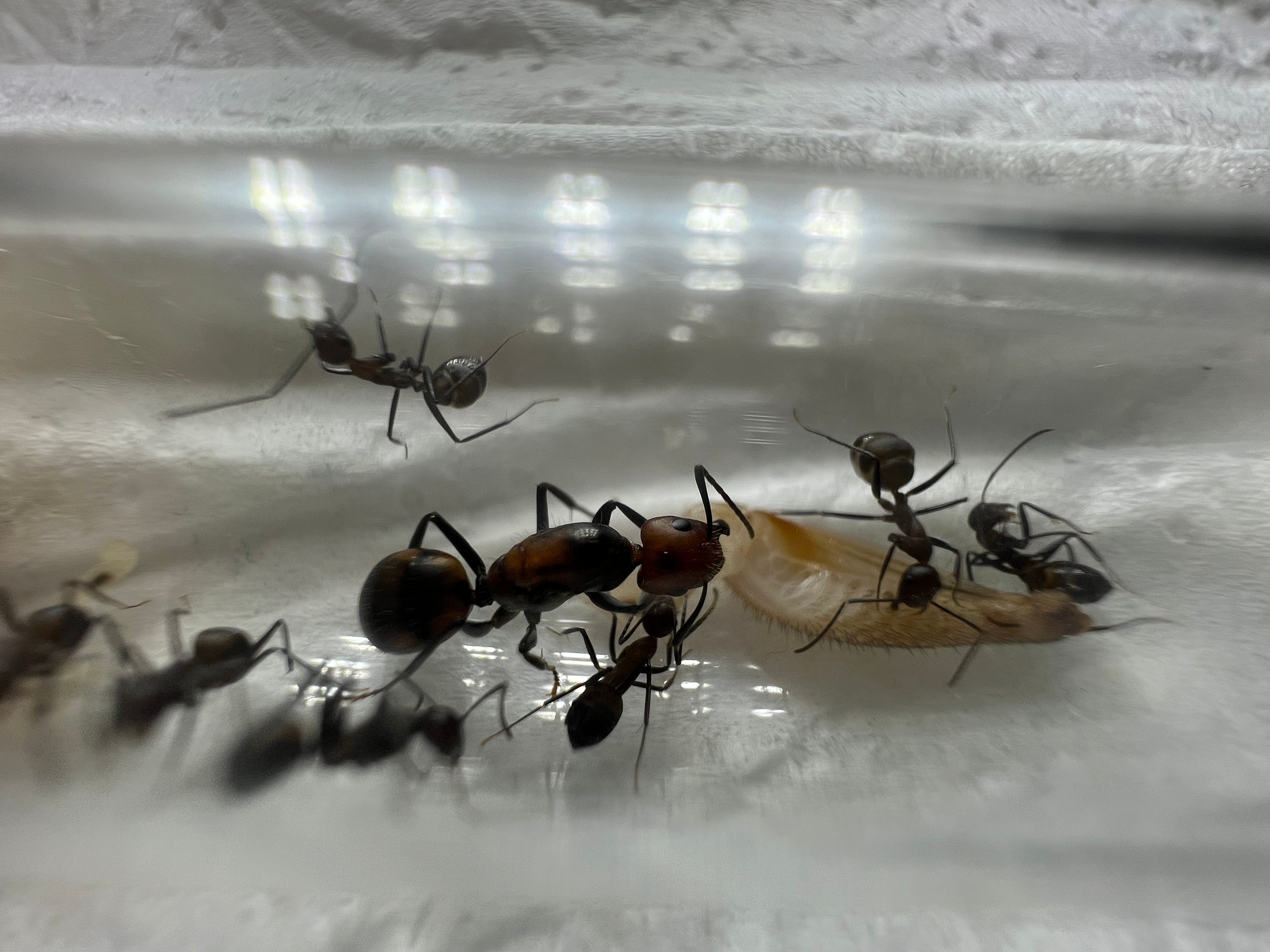 Camponotus nicobarensis – Etherant