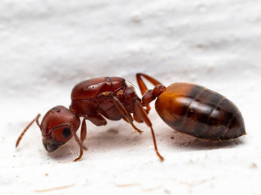 Crematogaster castanea